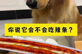 挑战用一根辣条配一碗米饭～以为它不吃辣条没想到还是……#萌宠出道计划 #金毛 #一看就是干饭狗 #吃货 #狗狗吃饭