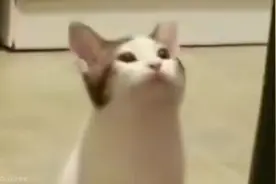 #魔性猫咪表情包 #popcat视频封面