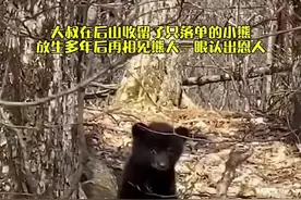 #歌曲羽翼 俄罗斯夫妇在后山收留了只落单的小熊，放生多年后再相见 熊大搜 一眼认出恩人，彼此激动相拥#带着宠物去赏花 #万物皆有灵性视频封面