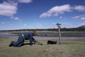 一只蒙古獒是如何成为一位优秀的牧羊犬，他就是吉里 #蒙古獒
