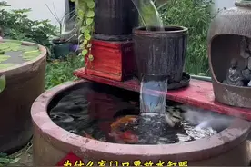 院子里放水缸搭配流水来养一些锦鲤颇有一番趣味#庭院水缸造景方法 #古法养鱼 #养鱼日记 #乡村庭院视频封面