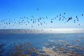 2024年2月2日是第28个世界湿地日 今年的主题为“湿地与人类福祉视频封面