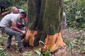 取完皮后桂皮还会长出来吗，上个视频大家问，明年还会长小苗#优质农产品 #支持三农扶持三农发展 #桂皮树视频封面