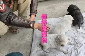 善待流浪狗不仅体现了我们的人道主义精神，也是对社会责任的担当视频封面