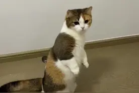 猫猫这舞蹈跳得真可以哦#被迫营业的猫猫 #猫咪的迷惑行为 #搞笑萌宠 #神奇的动物在抖音 #猫猫卖艺 素材来自@豌荳小公主