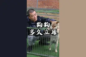 狗狗多大会立耳#养狗经验分享 #科学养宠攻略 #看家护院 #中华田园犬 #狗与队长