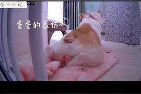 有股蛋蛋的哀伤～蚊子老狗子叮不长毛的蛋蛋，又被叮得红红的…#养狗日记 #猫与狗的悲欢并不相通 #狗子的迷惑行为盘点 #傻狗的日常 #萌宠