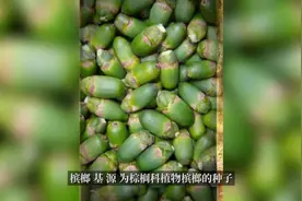 槟榔的作用与功效