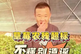 草莓农残真的超标吗？ 蔬菜水果农残超标又上热搜，蹭热度的博主们，你们种过地吗？了解种植过程吗？不懂别造谣！！#草莓农残 #草莓能吃吗 #草莓 #莓农 #莓农的辛酸视频封面