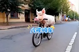 笑死了！路上居然看到一只骑车的猪#神奇动物在抖音 #萌宠视频封面