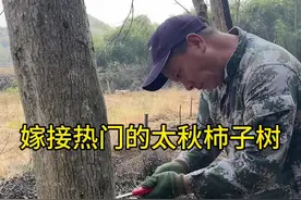 嫁接柿子树#嫁接技术 #农业种植 #嫁接技术分享 #技术活视频封面