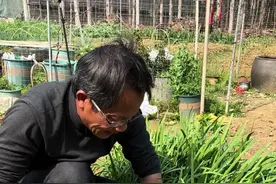 韭菜一般两年移栽一次，如果不移栽，韭菜就会跳根，就像这样，这就是好几年的老根了，时间长了，根系老化，不仅长的细，还容易生韭曲，生了韭曲以后，这个韭菜慢慢就会烂掉了。移栽时，修剪一下根部，根须留2公分左右，这样有利于新根长得快，上面的叶片也修剪一下，留5公分左右，不会消耗韭菜的养分。行距20厘米左右划沟种植，韭菜既喜阳又耐阴，地栽盆栽都可以。#自己种的纯天然的绿色蔬菜 #一份耕耘一份收获 #种植小技巧 #种韭菜视频封面