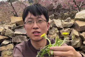 蒲公英又叫婆婆丁，它的种子成熟后用嘴一吹便会像降落伞一样随风飘散，十分的有趣，只可惜现在越来越少了，你还记得它吗？#自然奇境科普季 #蒲公英 #你的家乡有这种植物吗 @抖音短视频视频封面