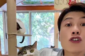 猫猫的表情好戏 #猫咪 #萌宠出道计划 #猫咪的迷惑行为 #扣肉有脾气