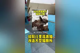 给院儿里的流浪猫改造“冬季室外大型猫厕所”#流浪猫#我和流浪猫的故事 #改造