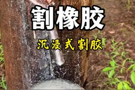来一起沉浸式割橡胶。#植物科普 #橡胶树割胶  #橡胶树