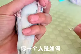 你家小鹦鹉脚环套好了，快来领走吧！#鹦鹉放飞绳穿戴方法 #鹦鹉脚环 #养鸟必备 #鹦鹉