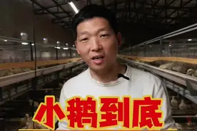 小鹅到底要不要控料？抓住这个关键期，养鹅就成功80%了#养鹅 #鹅苗 #狮头鹅 #养鹅技术 #养鹅人