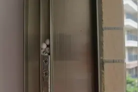 你知道吗？壁虎是卵生的！