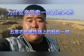 为什么辛巴卖一次五常大米，把五常农民弄的像热锅上的蚂蚁一样视频封面