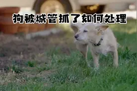 狗被城管抓了如何处理#创作灵感 #东哥品狗 #萌宠出道计划 #狗狗视频封面