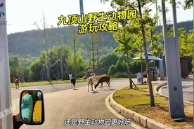 亲子游还是去徐州九顶山野生动物园更好玩，跟动物互动体验感十足视频封面