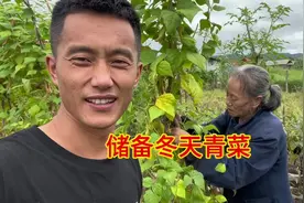 这几天不在家菜园里的青菜都老了，摘下来储备冬天的青菜视频封面