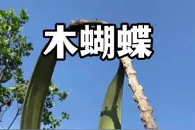 傣家人民非常喜爱的一种蔬菜——木蝴蝶，也叫做海船、千张纸等，全身都是宝。#植物科普 #木蝴蝶 #神奇的植物 #自然奇境科普季