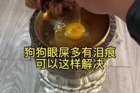 狗狗眼屎多有泪痕可以这样解决#养狗经验分享 #小狗喂养方法 #狗狗泪痕 #新手养狗 #养狗人视频封面