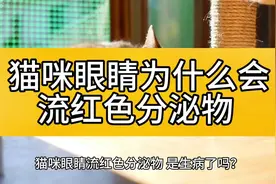 猫咪眼睛为什么会流红色分泌物？这背后的秘密？你知道吗视频封面