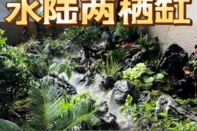 来了，你们要的的水陆缸过程来了#生态缸 #水陆两栖 #水陆缸造景视频封面