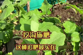 种瓜果适合施什么肥？这两种肥料是绝配，来看看吧视频封面