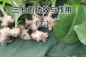 三七的功效与作用（二） 仅供参考