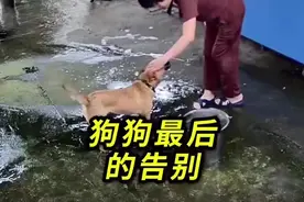 懂事的狗狗怕你难过 临终就会悄悄的离开#狗狗 #狗狗感人瞬间盘点视频封面