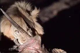 雄狮守护宵夜，在狮子的世界里即使是兄弟在进食的时候也是“寸肉不让，寸肉必争”的，如果有一方实力悬殊那后果将是被狂揍，只能排队吃饭#狮子#动物#动物世界视频封面