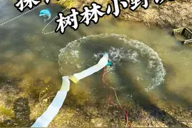 探钓 野外小水坑 #抖音特效达人中心 #抖音特效达人 #抖音特效达人投稿激励计划 #老坛甜薯果酸#户外抓鱼视频封面