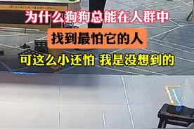 为什么狗狗总能在人群找到最怕它的人？！视频封面