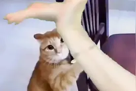 #小猫跳舞表情包视频封面