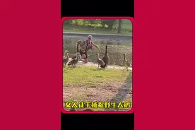 女人为何要徒手捕捉野生大鹅 #善待动物关爱生命 #动物救助 #万物皆有灵性