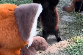 饲养员带着玩偶与“本尊”互动 没想到小熊猫吓到举双手投降#动物园里有什么 #小熊猫有没有攻击性 #小熊猫打架 #大熊猫界丰容盘点视频封面