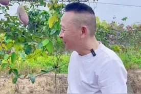 有喜欢吃八月炸的朋友可以来采摘啦 喜欢喝酒的，肠道不好的可以来采摘一点八月炸吃一下，效果相当不错吆#新鲜采摘 #八月炸#抖音助农