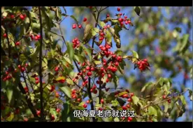 张锡纯告诉我们用单味药泡水喝，可以治疗耳鸣，关键时还是它管用视频封面