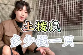 #土拨鼠 #土拨鼠尖叫 #旱獭 #国产土拨鼠 #萌宠