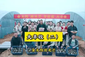 金太阳羊肚菌大丰收啦！ #三农 #羊肚菌 #羊肚菌人工种植视频封面
