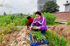 丈母娘看女婿为啥越看越喜欢？看完波哥表现就明白了，嘴像抹了蜜视频封面