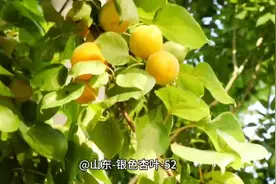 #藏红花 的药用价值及功效