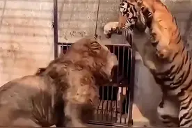 老虎vs狮子，谁更厉害？ #虎吹vs狮吹 #老虎和狮子 #老虎vs狮子 #老虎和狮子谁厉害