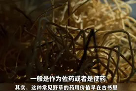 以前拿来编草席，如今成名贵中药材！专家解读神奇小草“灯心草“的“妙用“！#晒出你家乡的神奇小草 #神奇植物在哪里视频封面