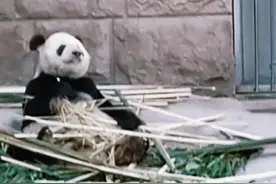 流着泪编辑这段视频（22年拍摄），这一生，最难的就是学会告别！古爷，我们永远怀念您！北动古惑仔#熊猫🐼 #大熊猫古古 #大熊猫古古最新动态 #告别