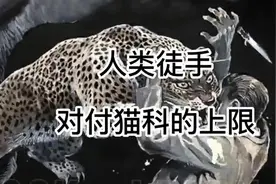 人类徒手对付大猫的上限是哪个级别？#动物世界 #花豹 #格斗